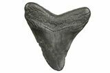 Bargain, Fossil Megalodon Tooth - South Carolina #368377-1